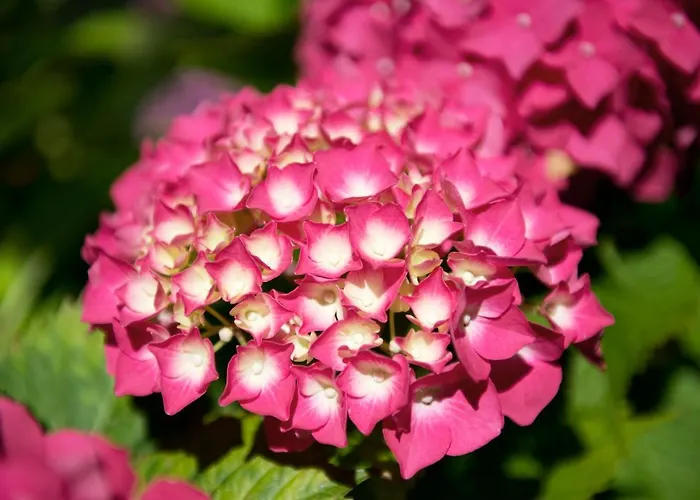 Apartment Orhideja *